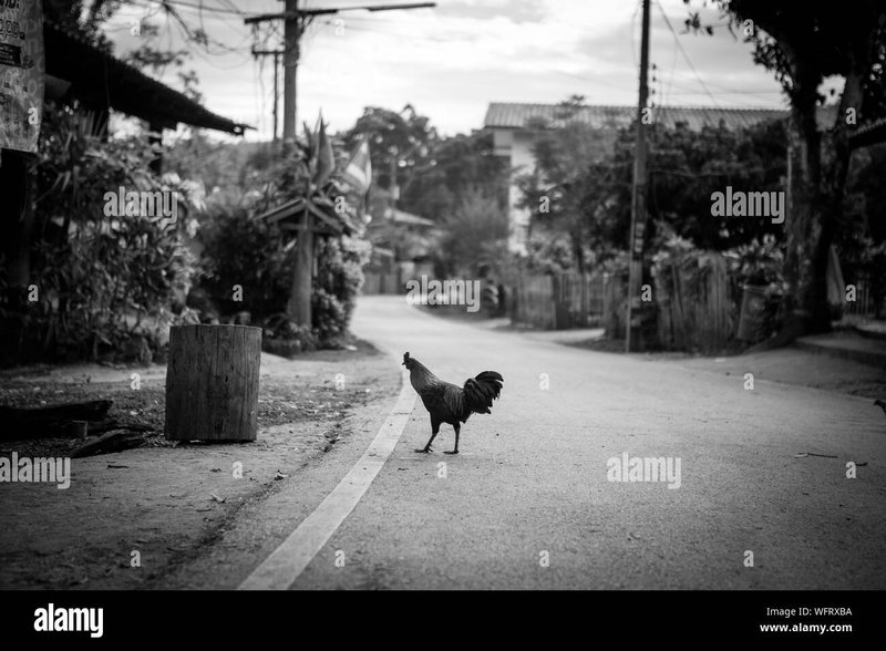 A look at chicken road gokspel